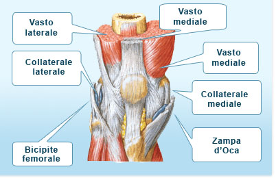 CON IL GIUSTO RISCALDAMENTO IL GINOCCHIO RINGRAZIA