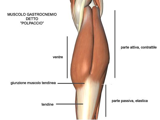 TRAUMI MUSCOLARI DA STIRAMENTO