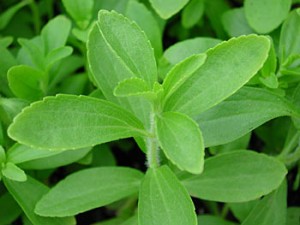 Stevia, proprietà e benefici
