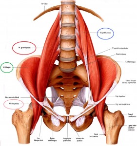 ileo-psoas1