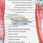 Anatomia – Muscoli della coscia (prima parte)