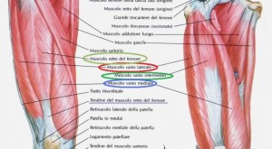 muscoli_della_coscia_visti_anteriormente-726x400