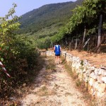 Salcus a Cerea e Nanto