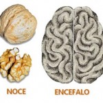 L’autunno e i suoi frutti: le noci, un toccasana per lo sportivo