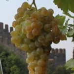 Salcus alla Enonotturna di Soave