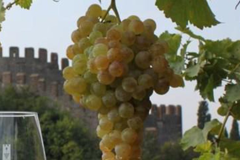 Salcus alla Enonotturna di Soave