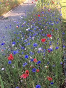 Primavera fiorita ad Arcole