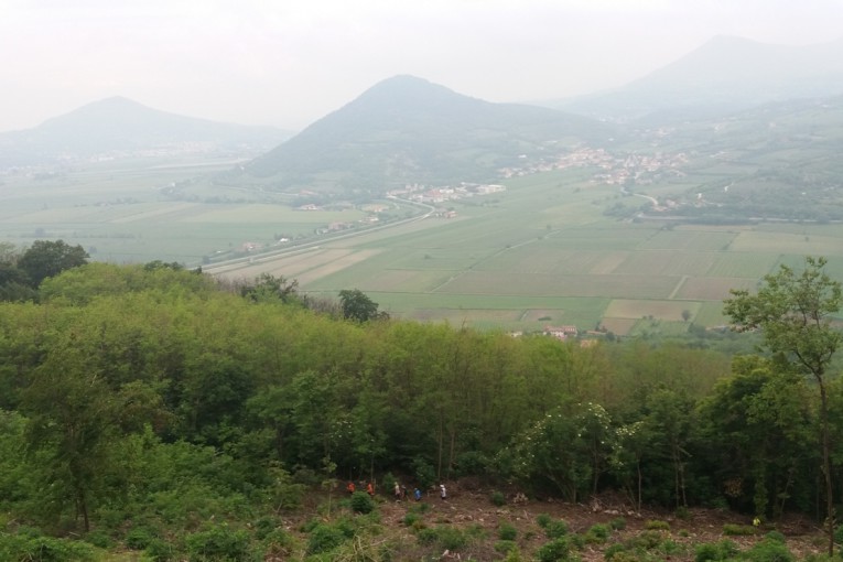 Salcus dalla 
